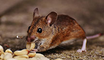 24 Hour & Emergency Exterminators in Lake McDonald, MT